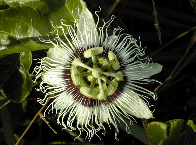 a close up of a flower with a purple center
