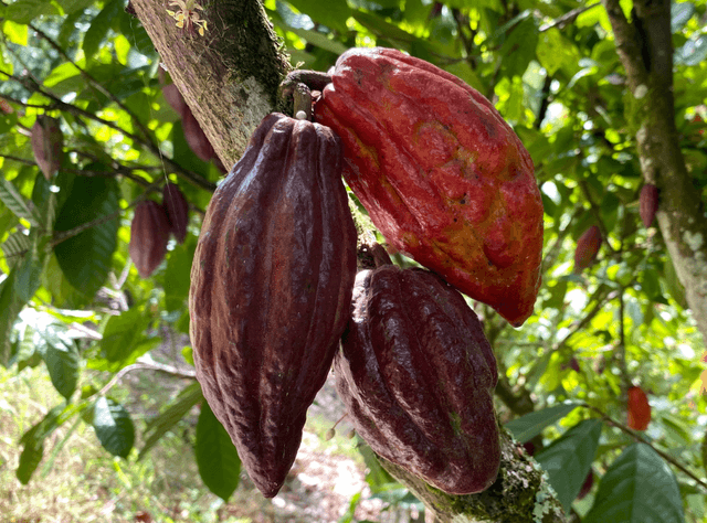 a close up of a cocoa pod hanging from a tree