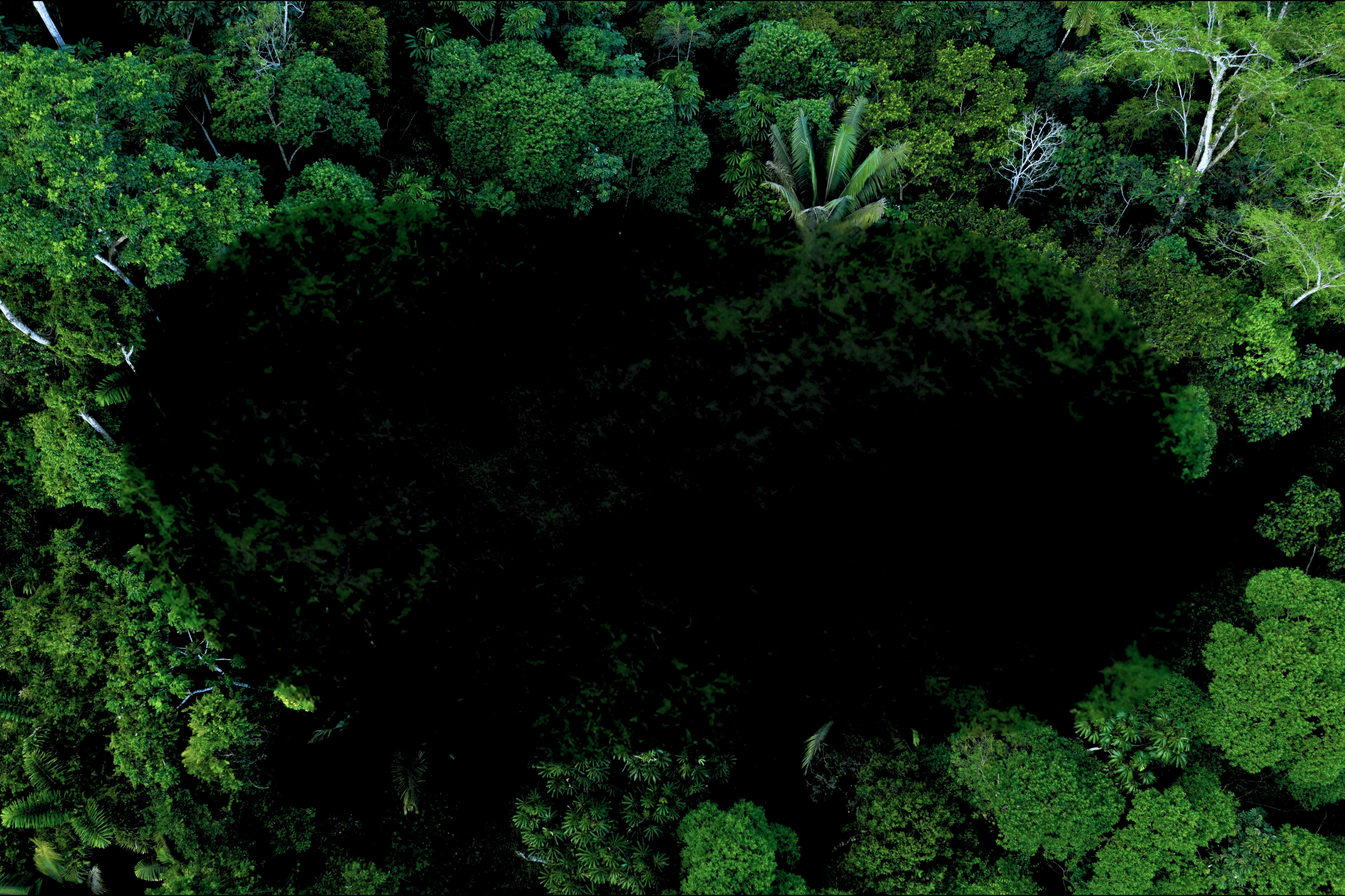 an aerial view of a lush green forest with lots of trees .