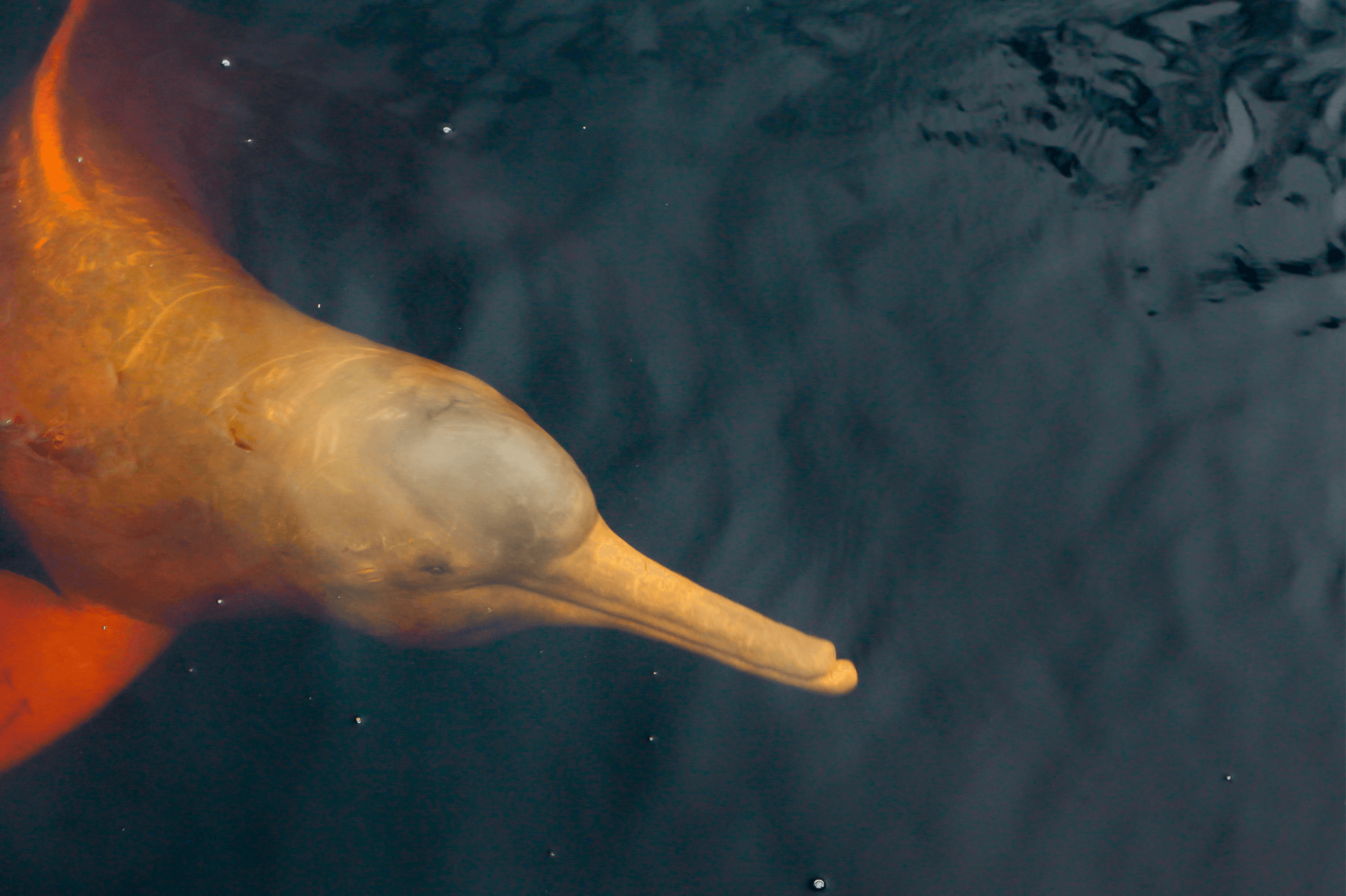 Pink river dolphin partially submerged in dark water.